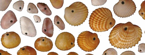 440 Conchiglie forate.jpg