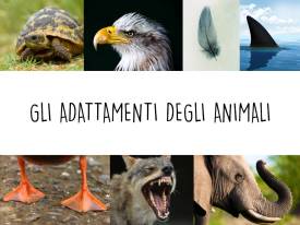 Adattamenti animali