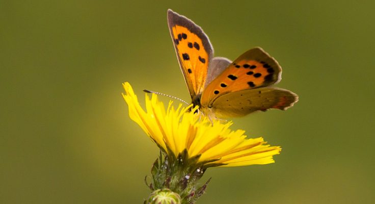 La bellezza può&nbsp;salvarci